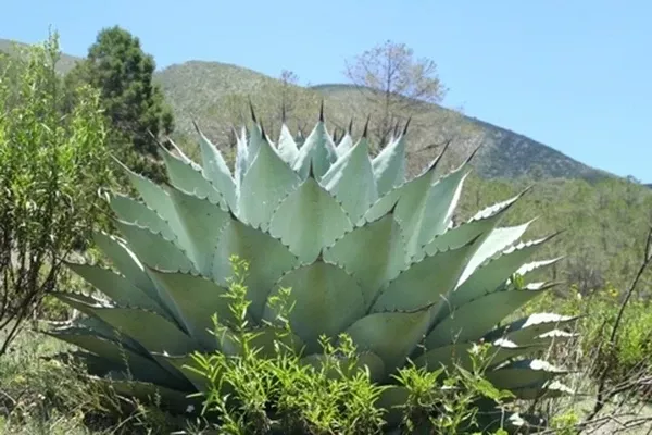 Agave 'Huasteca Giant'
