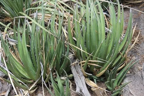 Agave lechuguilla