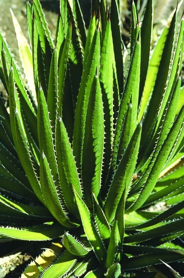 Agave lophantha coll. #AIM-025