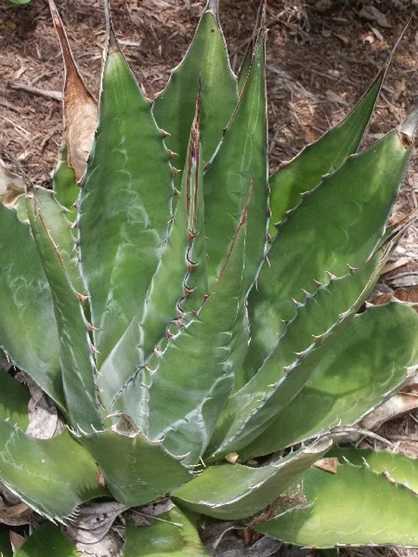 Agave montana