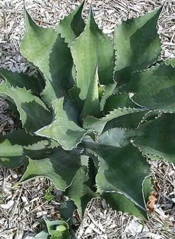 Agave 'Mr. Ripple'