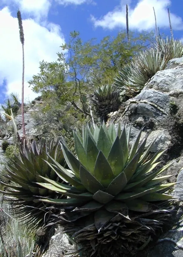 Agave obscura coll. #D12-42