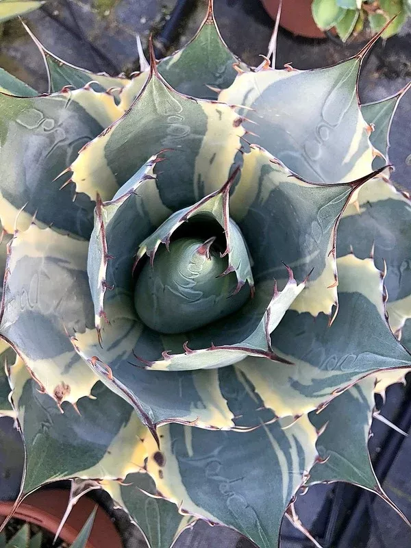 Agave parrasana 'Impressionist'