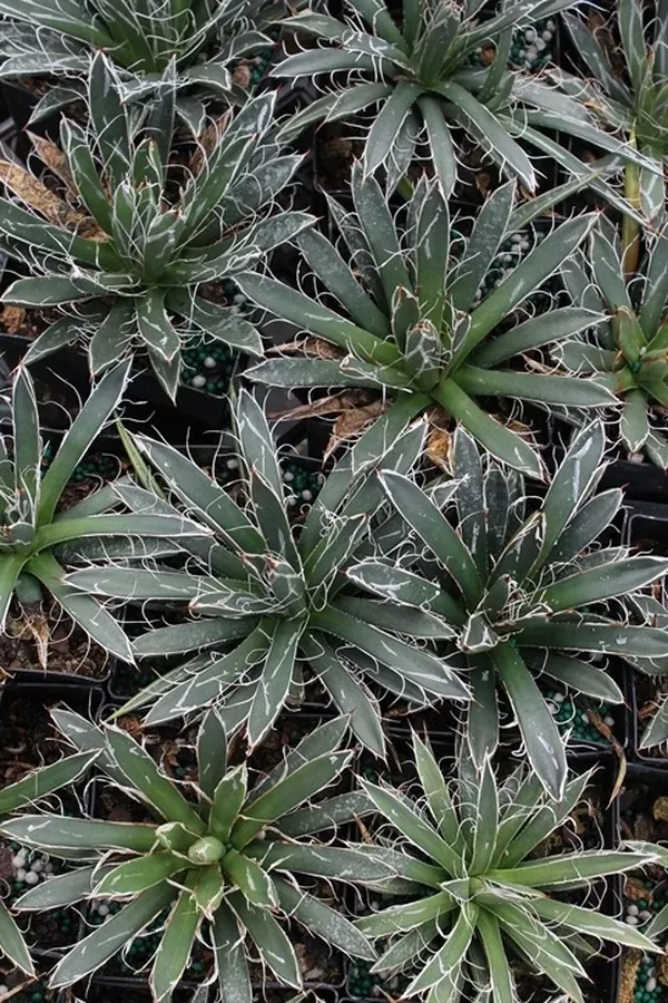 Agave parviflora ssp. flexiflora