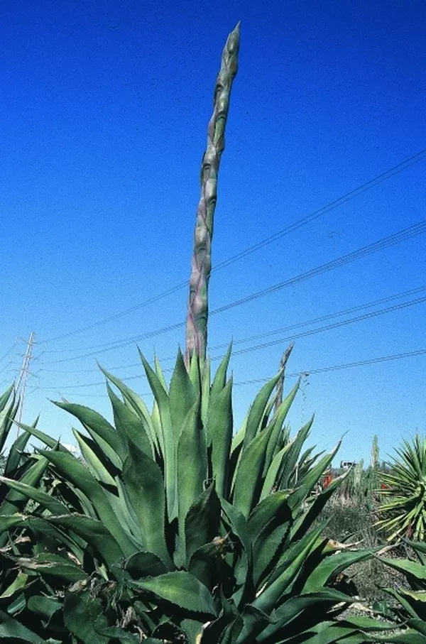 Agave salmiana