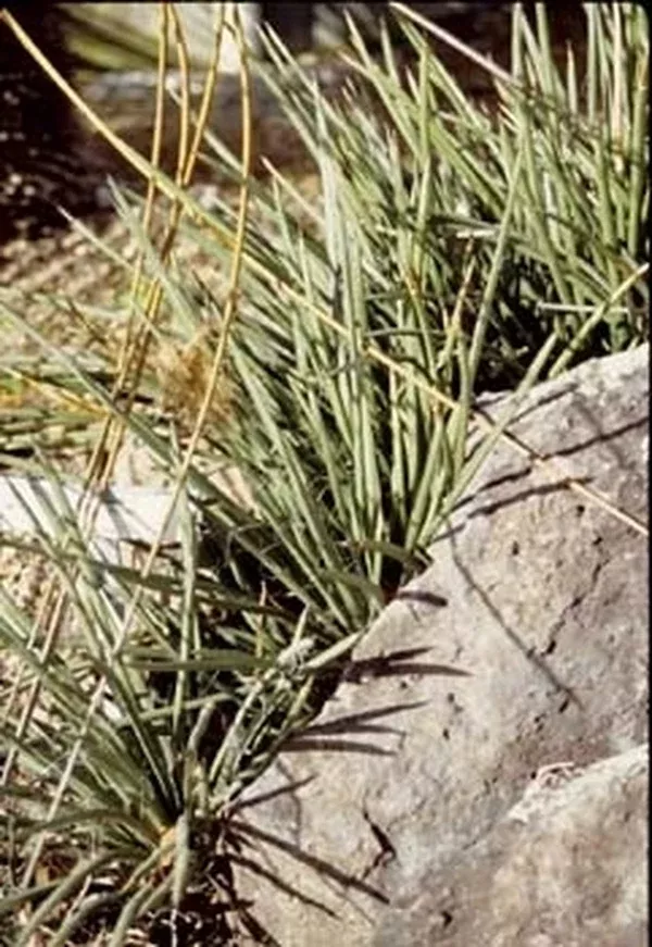 Agave schottii