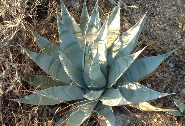 Agave simplex Cunningham Pass, AZ IB159