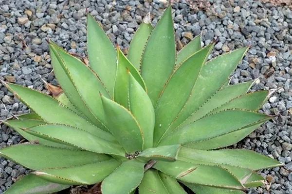 Agave x mitiflora 'Aristocrat'