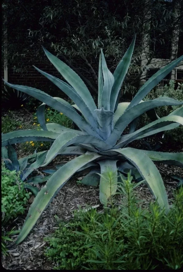 Agave x protamericana 'Big Blue'
