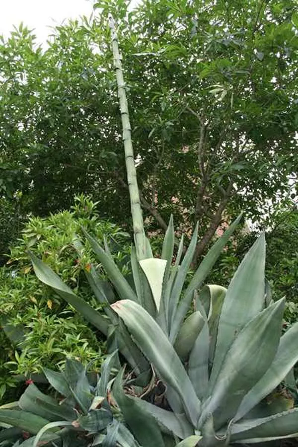 Agave x protamericana