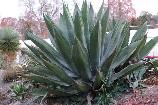 Agave x pseudoferox 'Green Goblet'