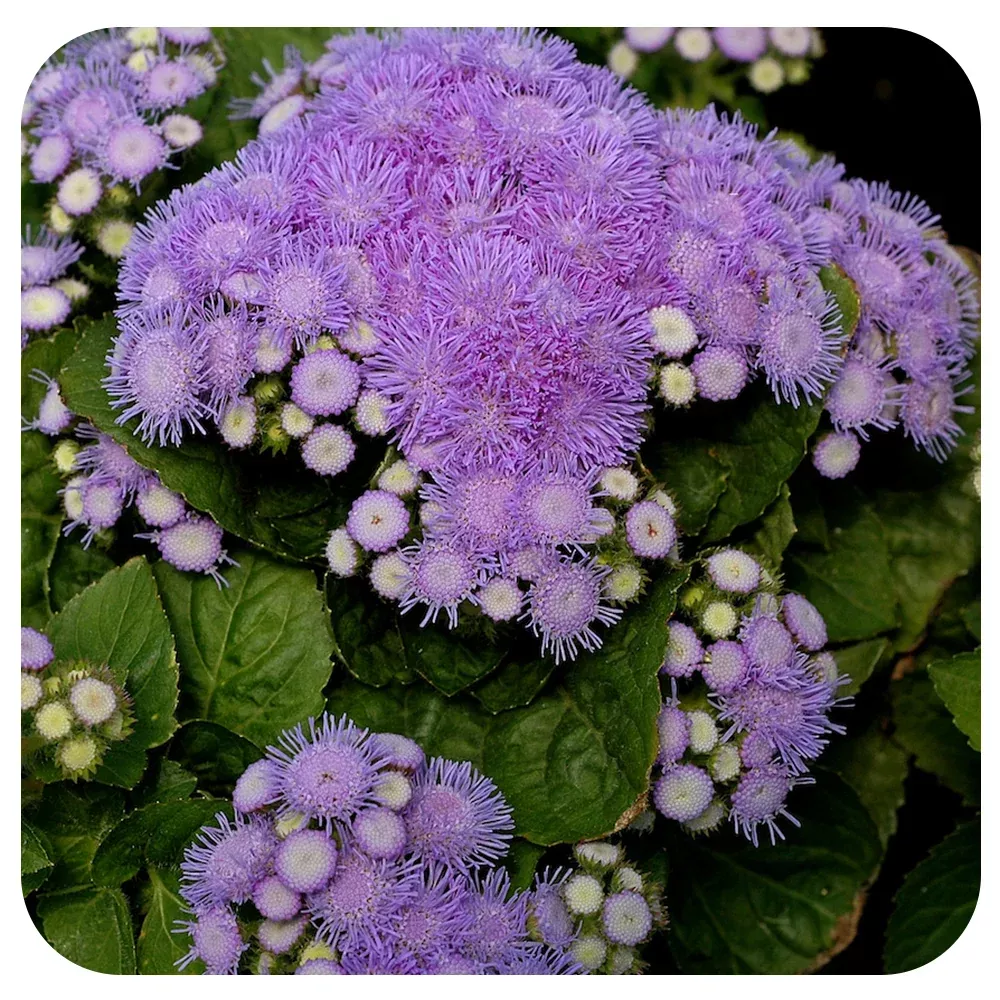 Ageratum (aloha dwarf blue)