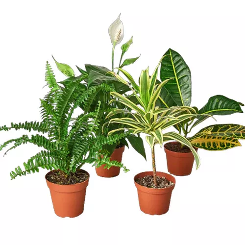 Air Purifying Houseplant Variety Bundle