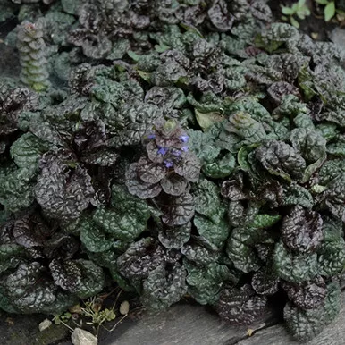 Ajuga - Metallica Crispa Bugleweed