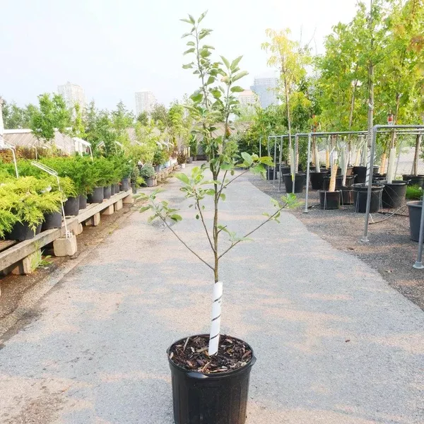 Akane Apple Dwarf Tree