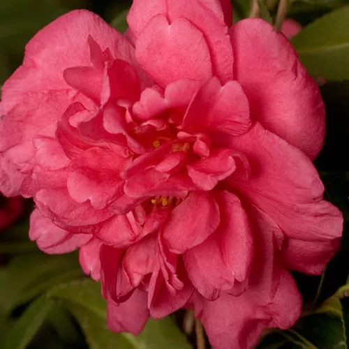 Alabama Beauty™ Camellia
