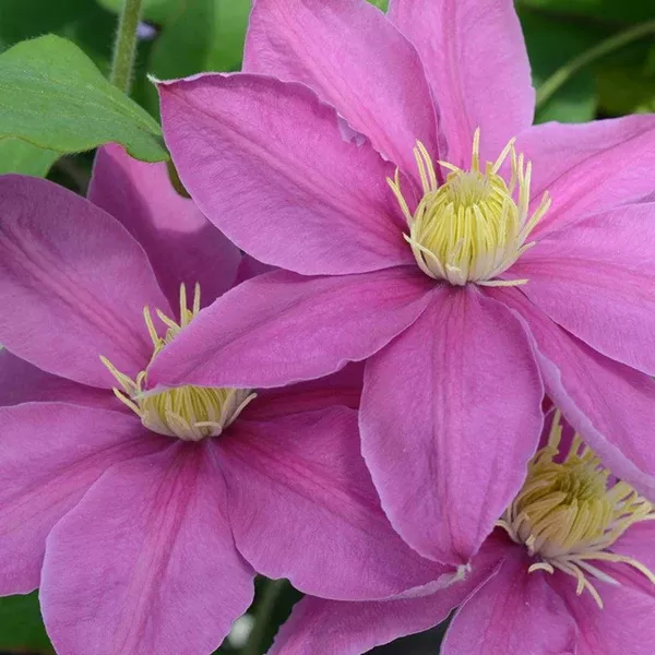 Alaina Clematis RE# 1 Container