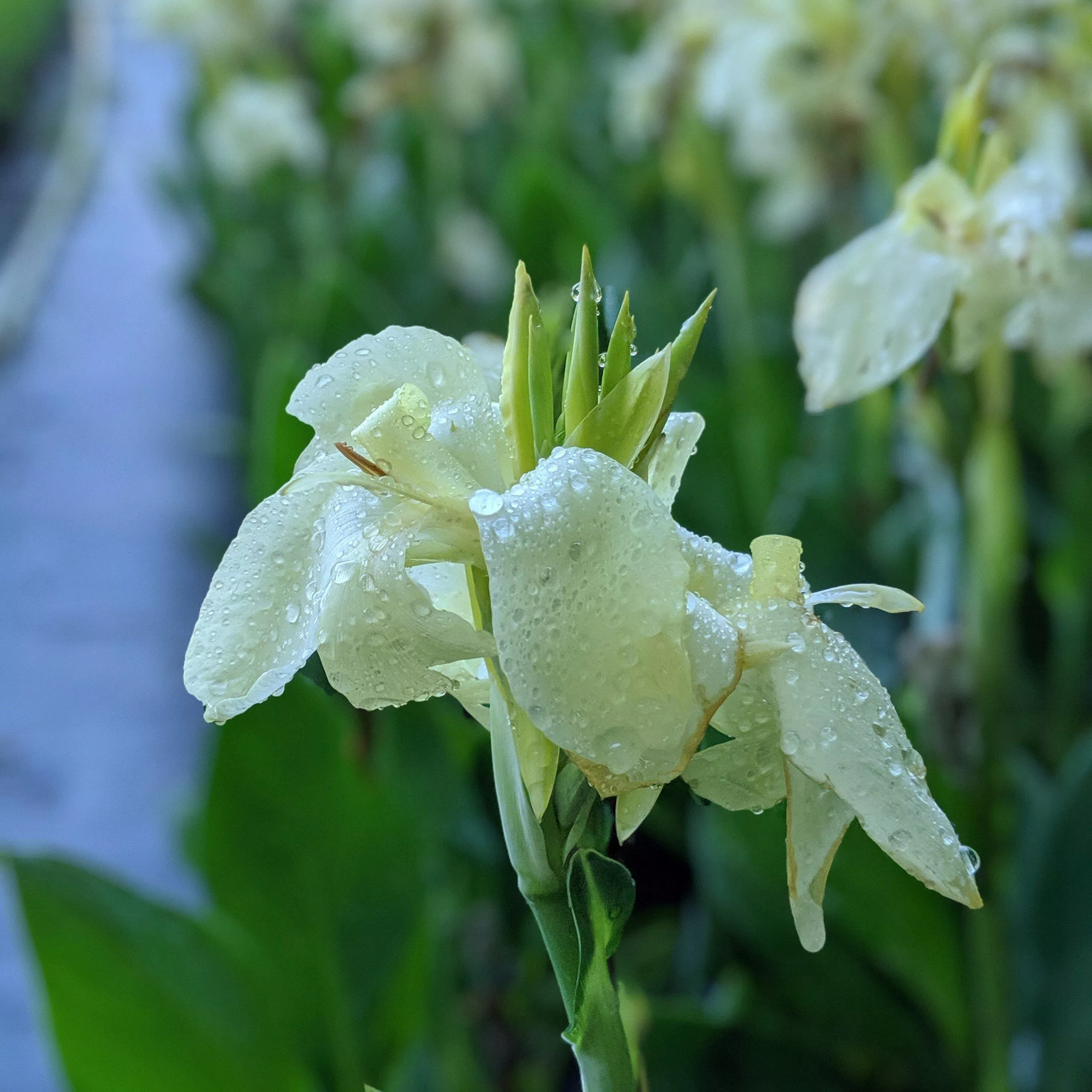 Alaska Canna Lily