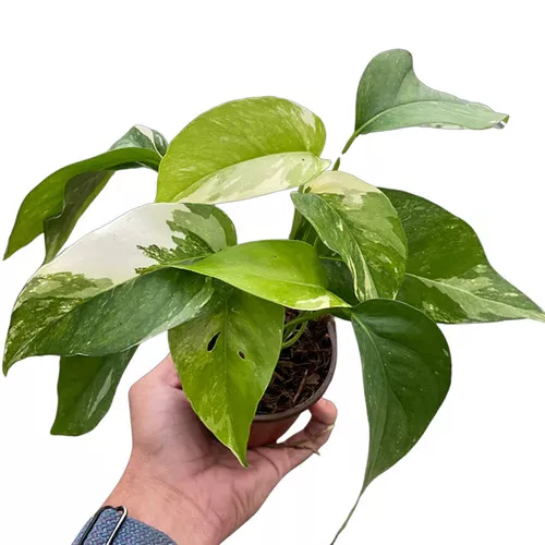 Albo Variegata Pothos