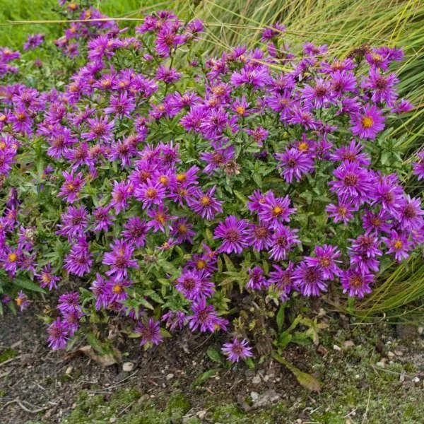 Alert New England Aster