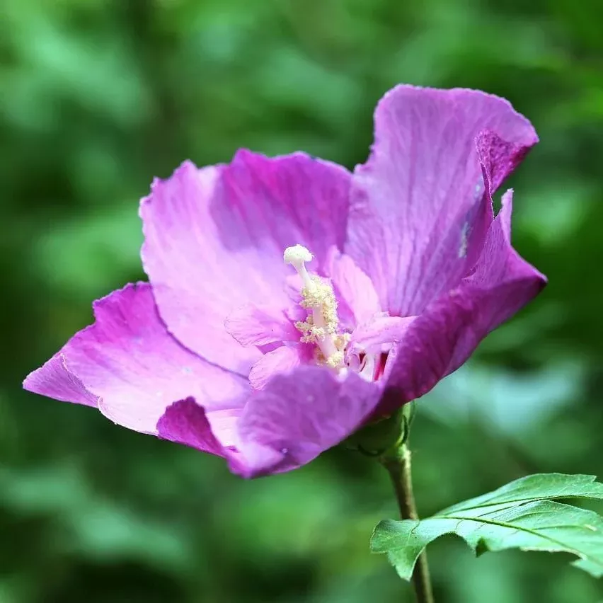 Alfina Purple Rose of Sharon