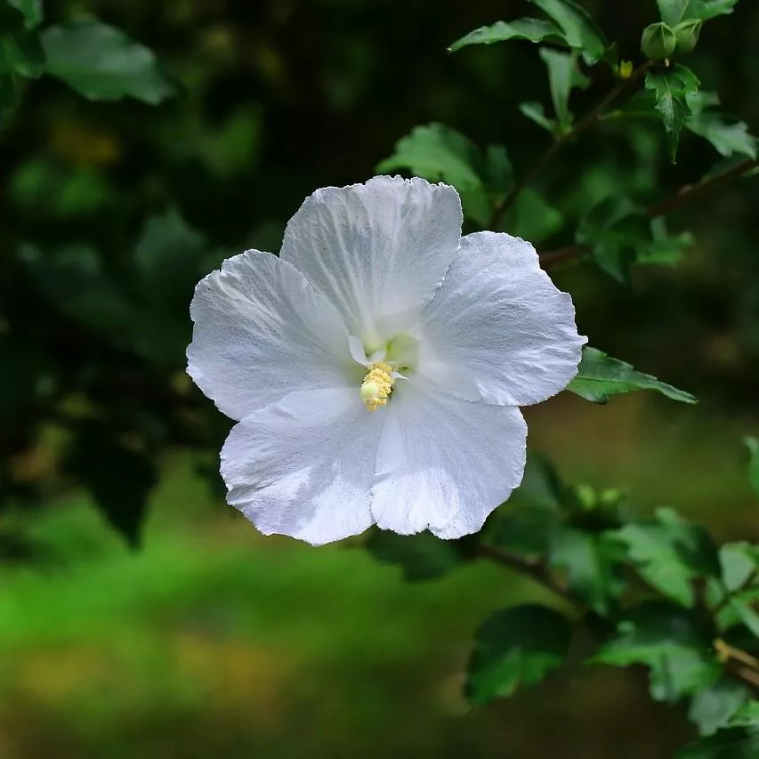 Alfina White Rose of Sharon