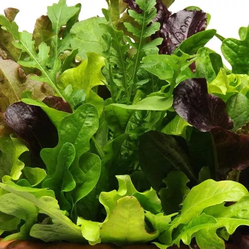 Alfresco Mixture Lettuce Plant