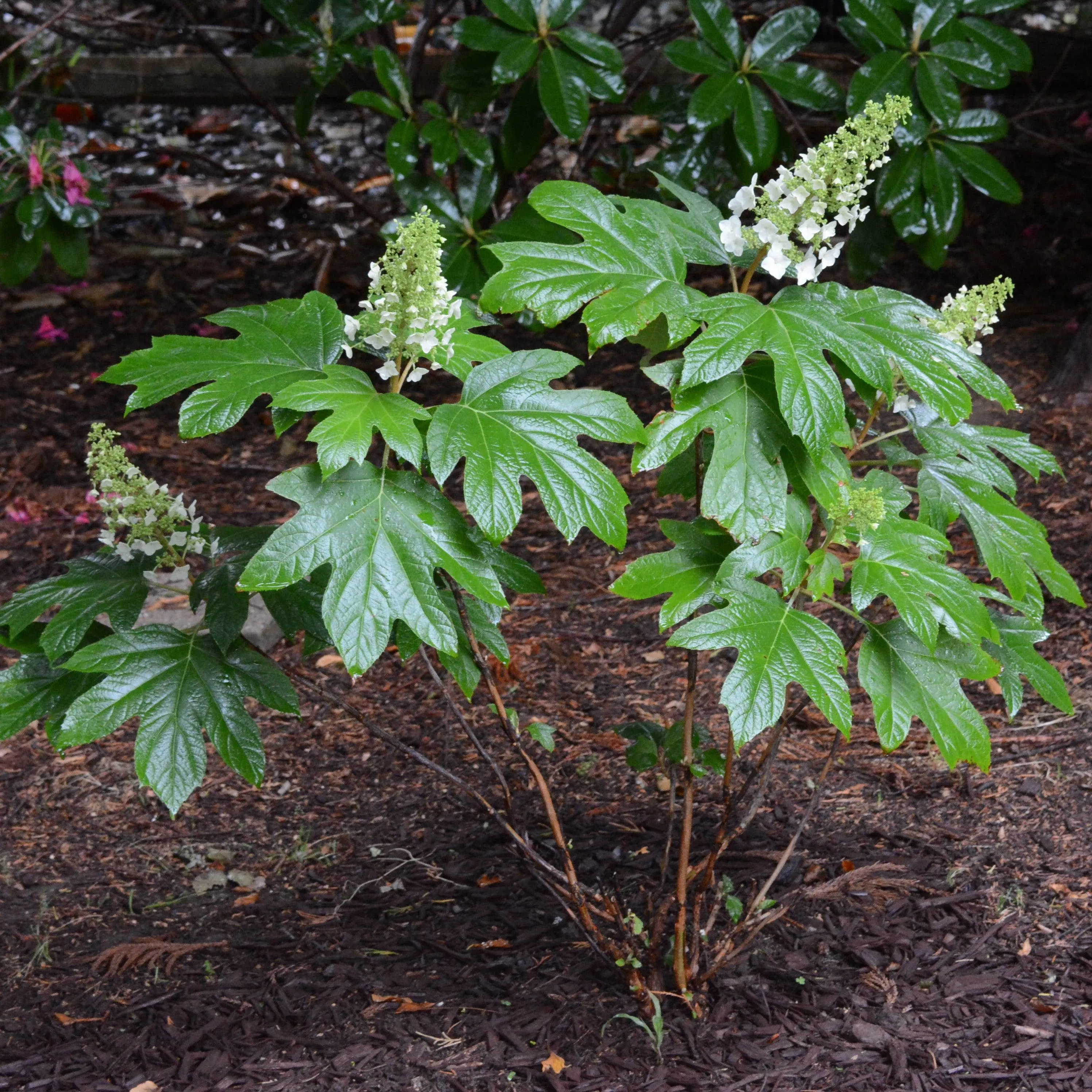 Alice Oakleaf Hydrangea