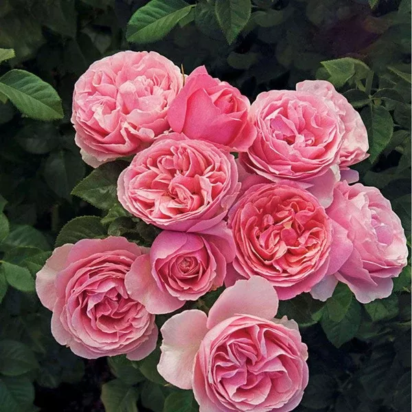 All Dressed Up Grandiflora Rose