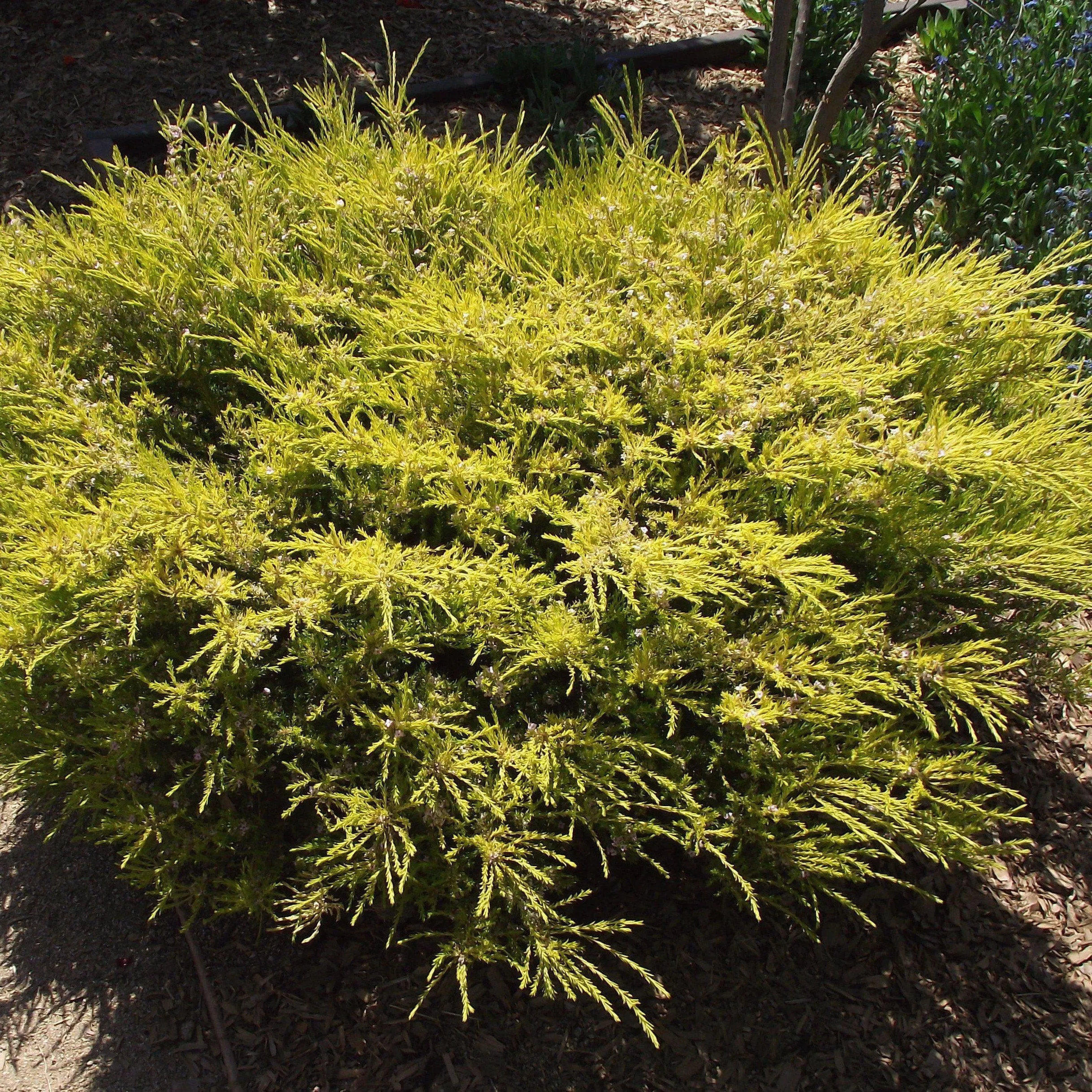 All Gold Juniper