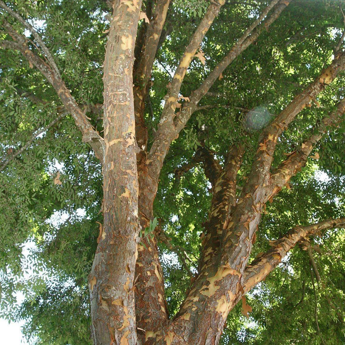 Allee Lacebark Elm