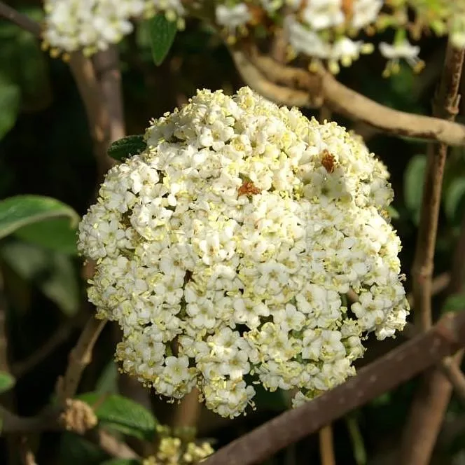 Alleghany Viburnum