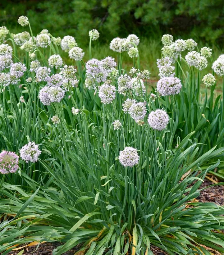 Allium `Bobblehead`