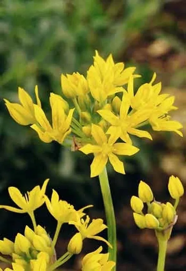Allium moly 'Jeannine'