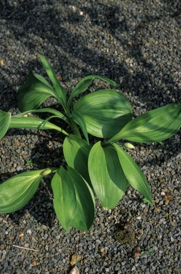 Allium victorialis 'Cantabria'