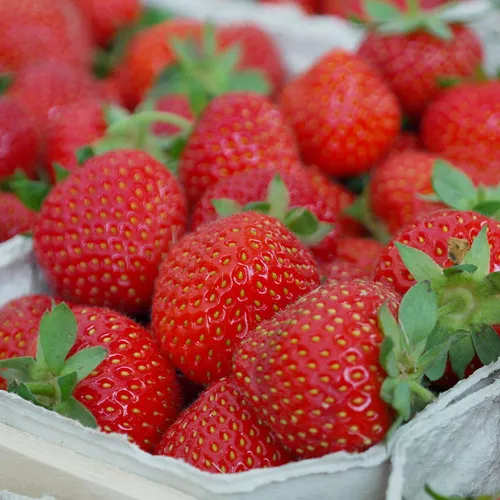 Allstar Strawberry