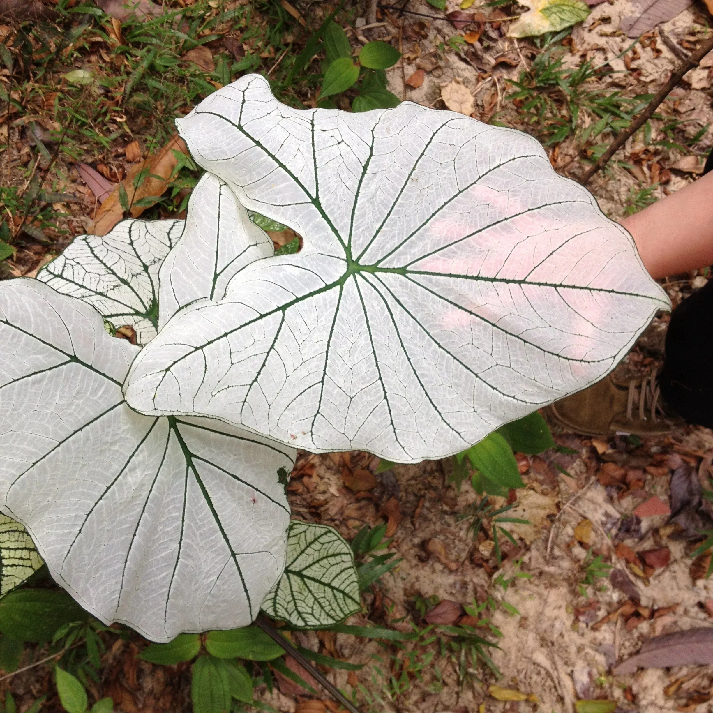 Allure Caladium