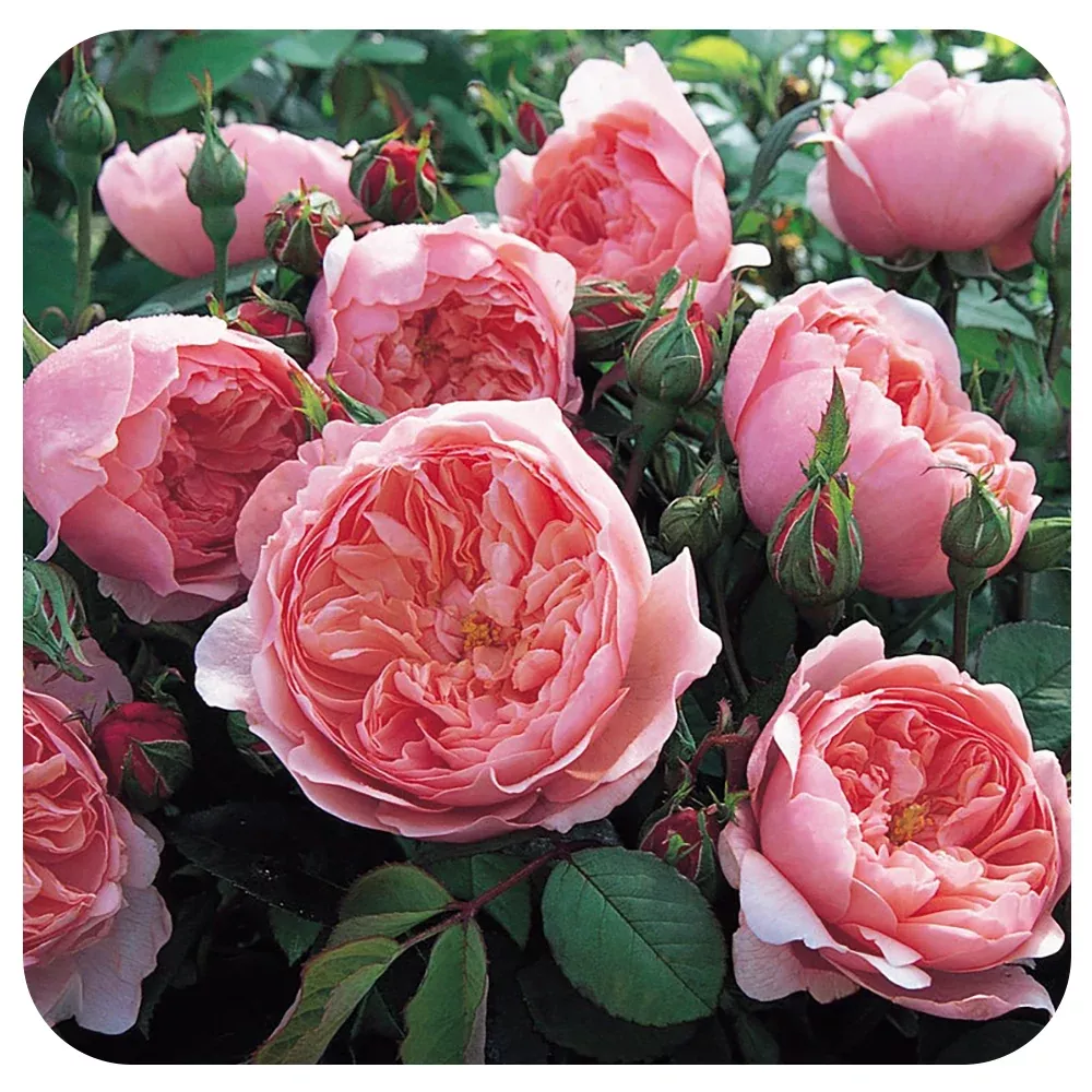 The Alnwick Rose by David Austin
