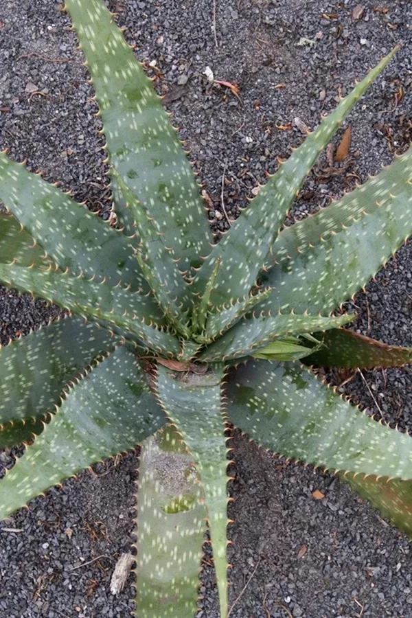 Aloe fosteri