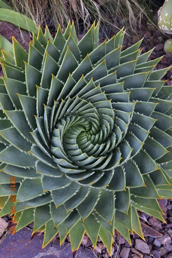 Aloe polyphylla