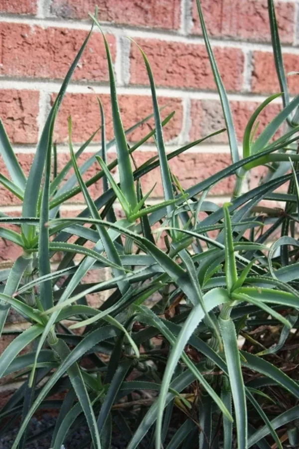 Aloe tenuior