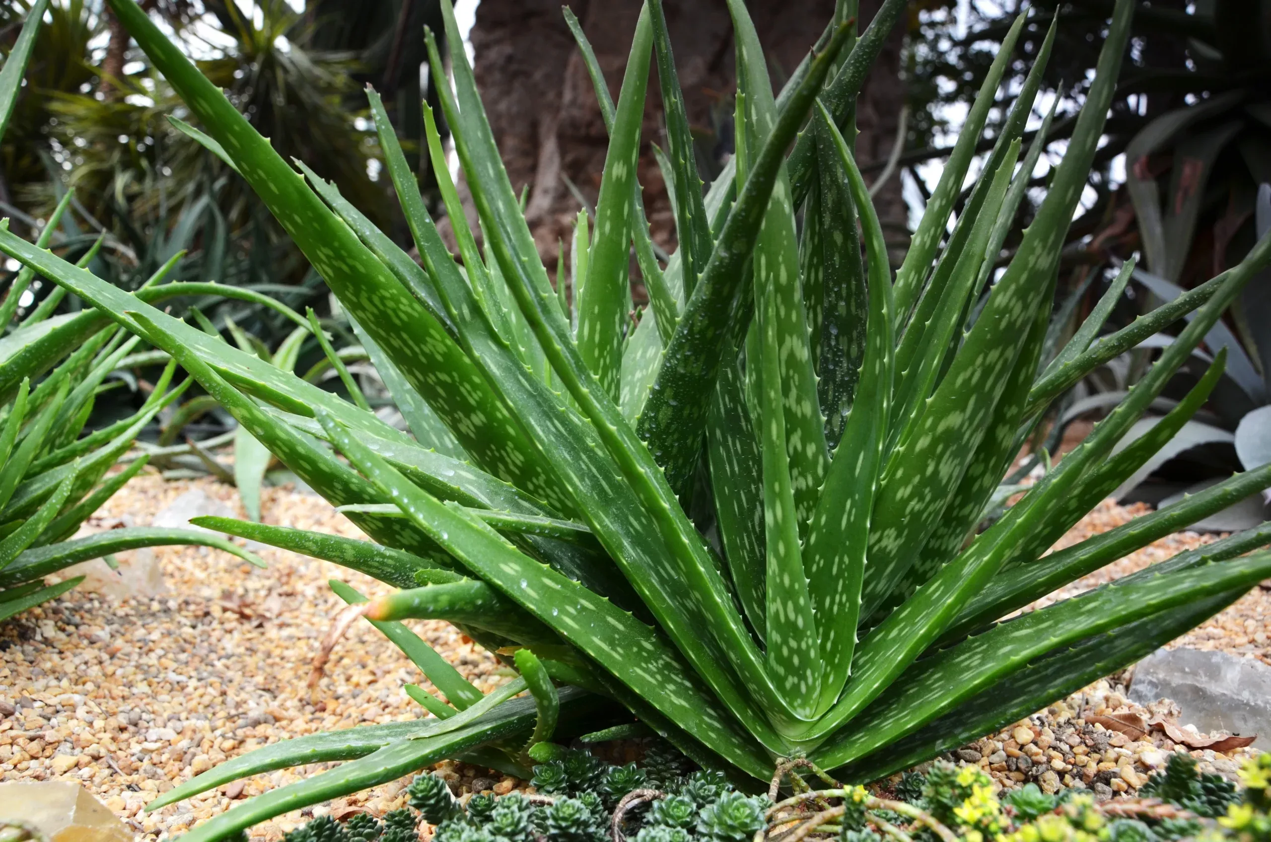 Aloe Vera