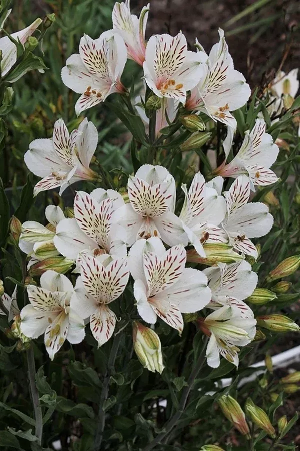 Alstroemeria 'Casablanca'