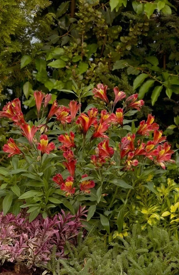 Alstroemeria 'Koadore' PP 15,898