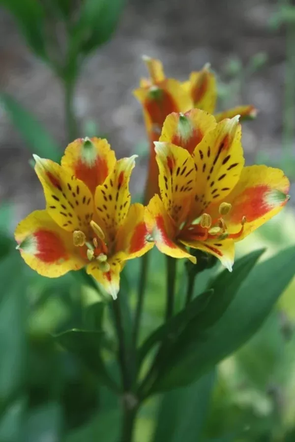 Alstroemeria 'Koexotica' PP 15,947
