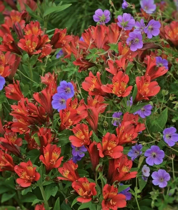 Alstroemeria 'Koncajoli' PP 22,267