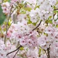 Amanagawa Flowering Cherry