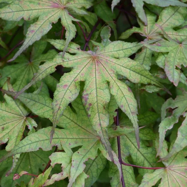 Amber Ghost Japanese Maple 125Cm B&B