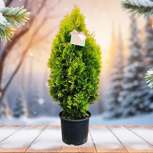 Amber Gold Arborvitae - Holiday