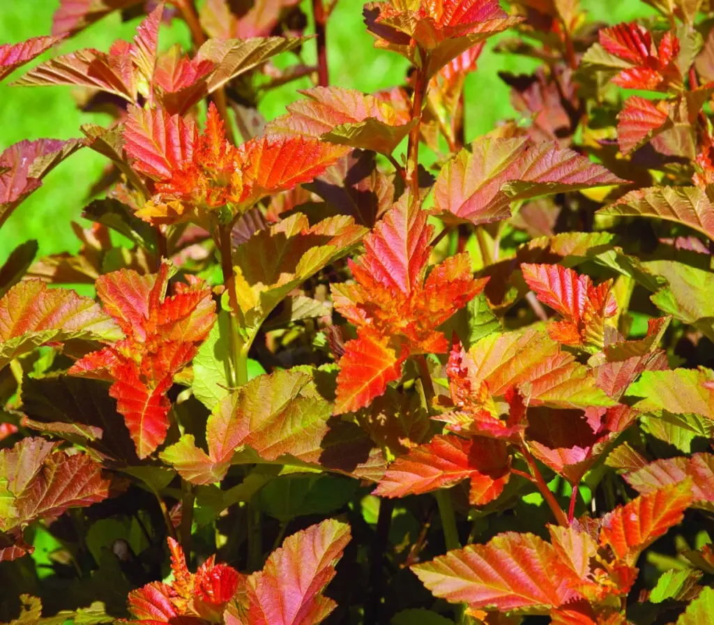 Amber Jubilee Ninebark – Tree Form